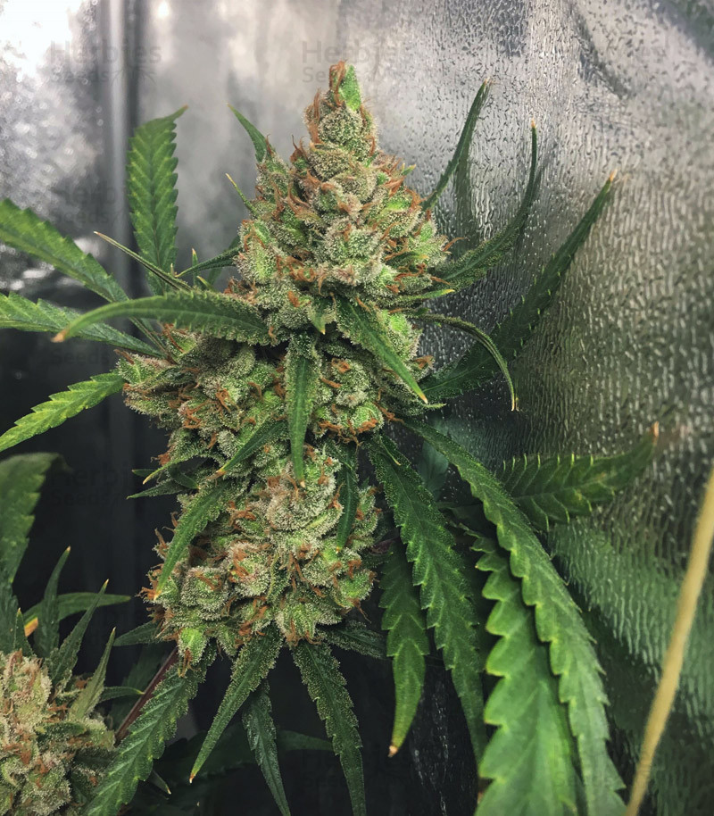 Northern Lights #5 X feminized seeds for sale - Herbies