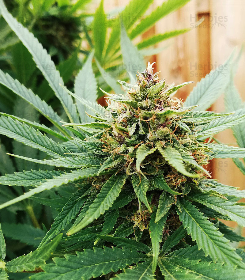 Buy Durban Poison Seeds Feminized - Homegrown Cannabis Co.