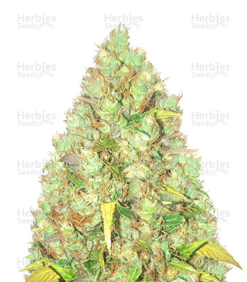 Indica Mix feminized seeds for sale information and reviews Herbies