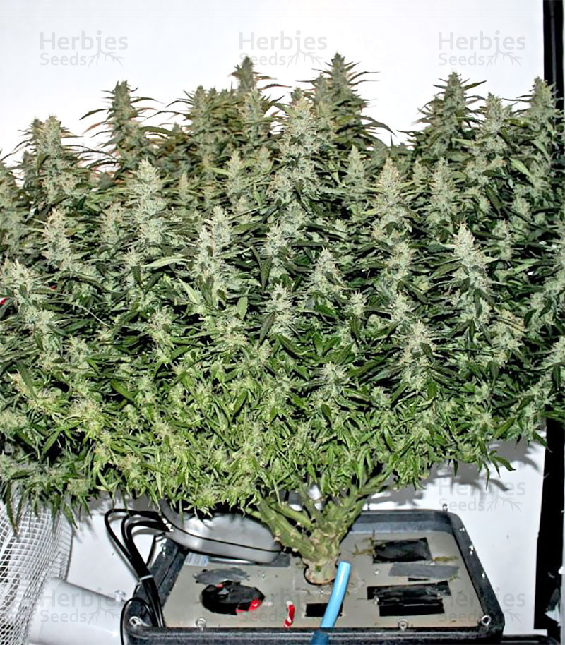 Northern Lights Autoflower feminized seeds for sale: information and - Herbies
