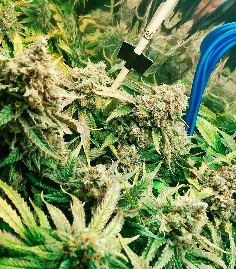 Fruit Punch fem cannabis seeds for sale Herbies