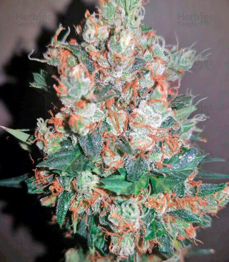 sweetie strain