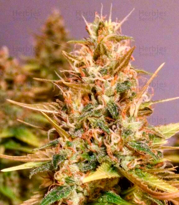 Cotton Candy Kush feminized seeds for sale information and reviews Herbies