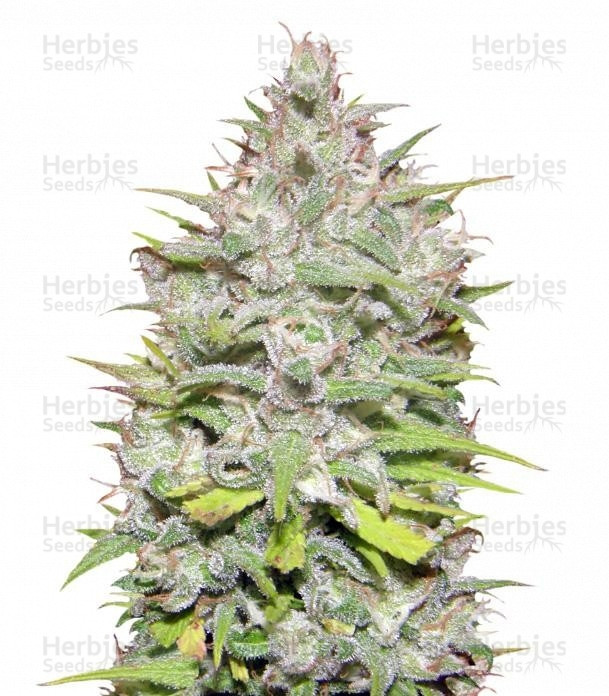 Crystal Candy Auto Strain