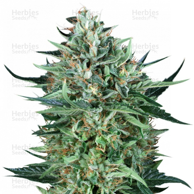 Cold Greek Kush regular Strain