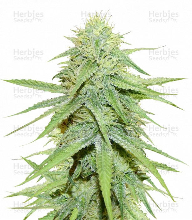 Grand Master Kush regular Strain - SeedFare Find the Perfect Seed at ...