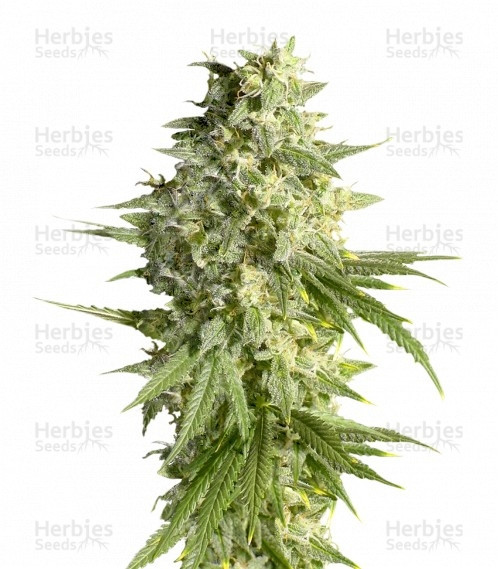 Double Dutch Strain