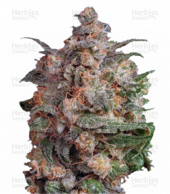 Brainstorm Strain