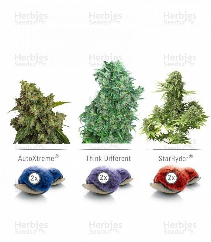 Colour mix 7 Strain