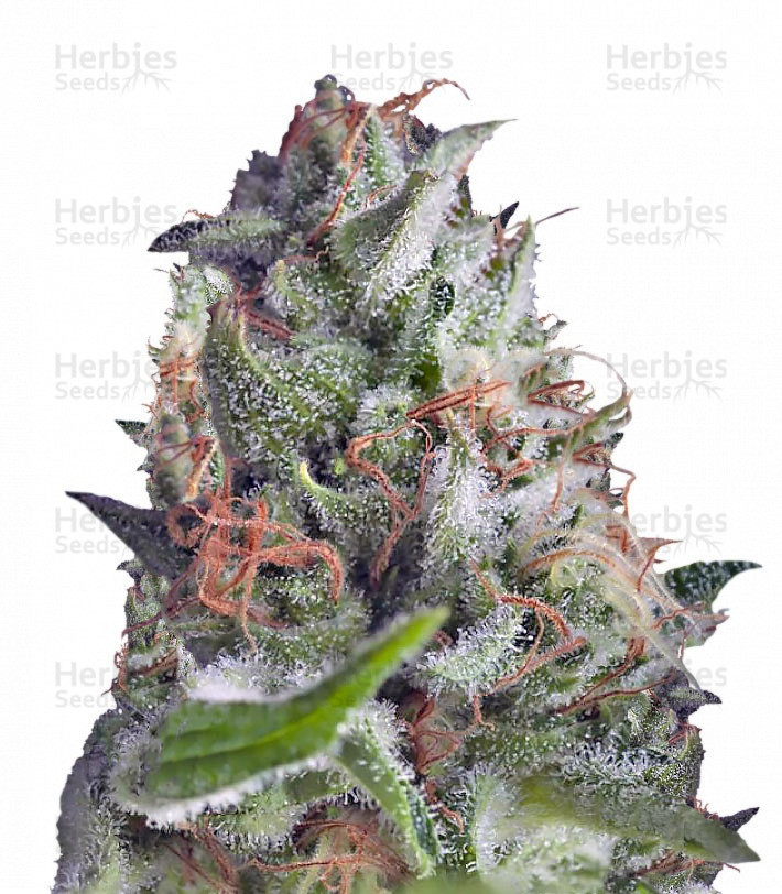 Auto Shark Strain
