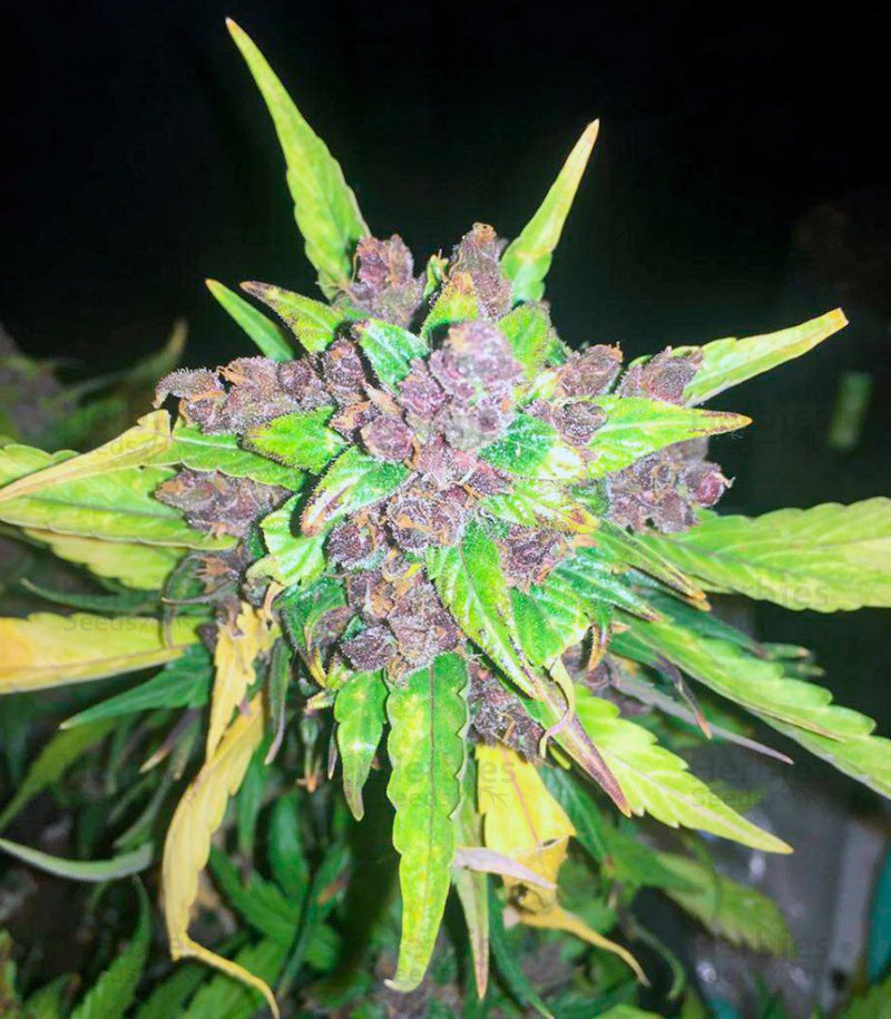 Black Cream Auto feminized seeds for sale information and reviews
