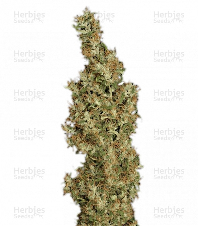 Kali Mist regular Strain