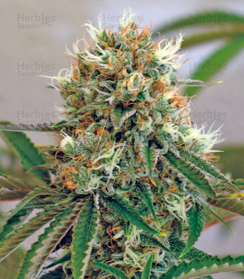 Buy Red Cherry Berry feminized seeds by Barney's Farm Herbies