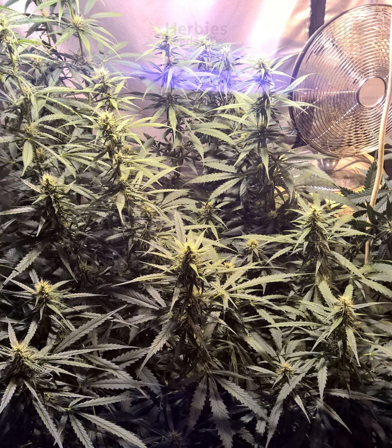 Buy Lemon Kush feminized seeds by Female Seeds Herbies