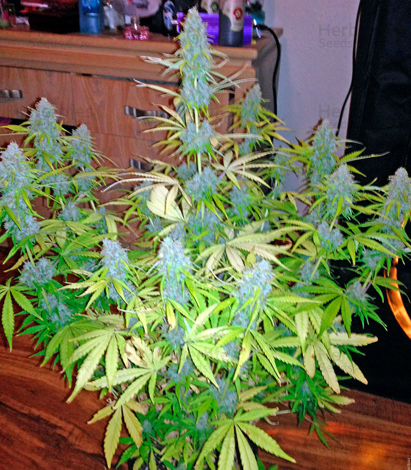 widow seeds strain