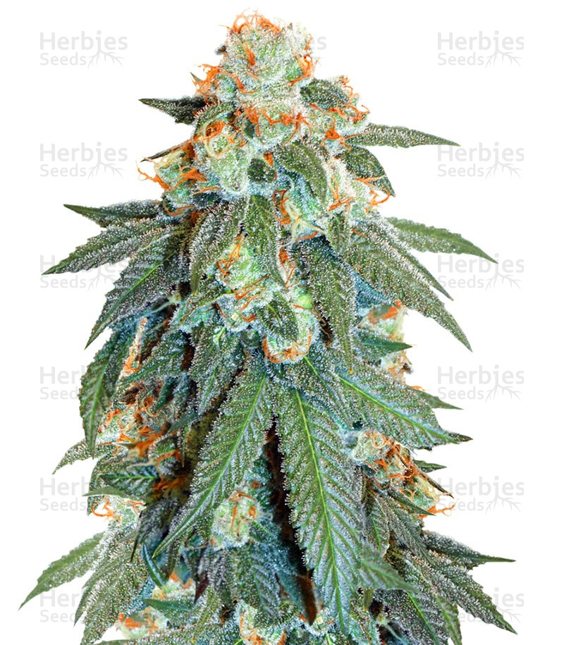 auto orange bud seeds for sale