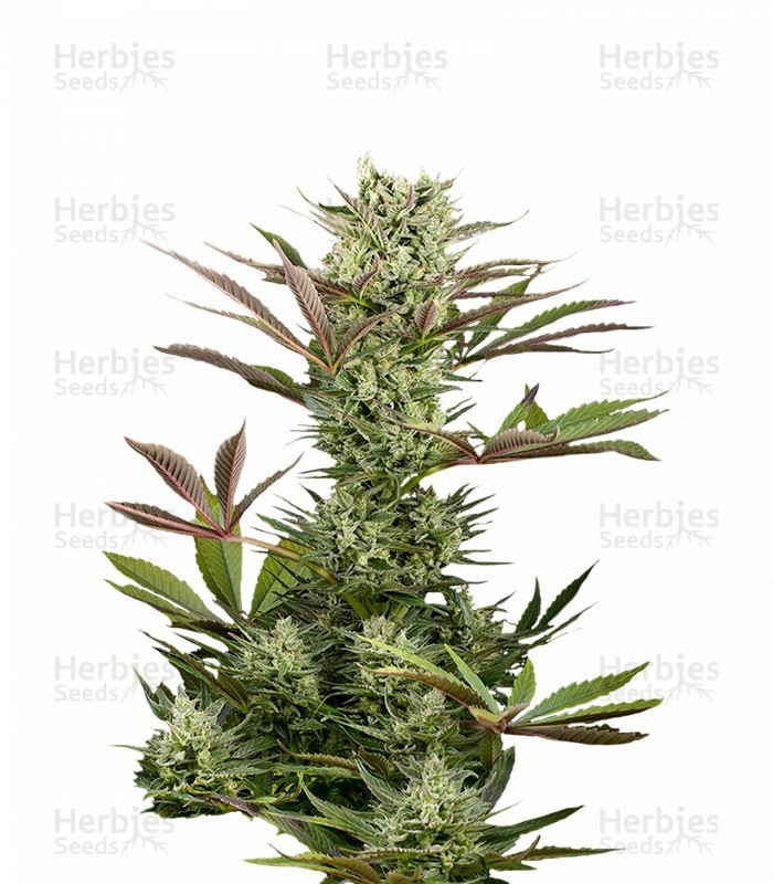 Deep Cheese Strain