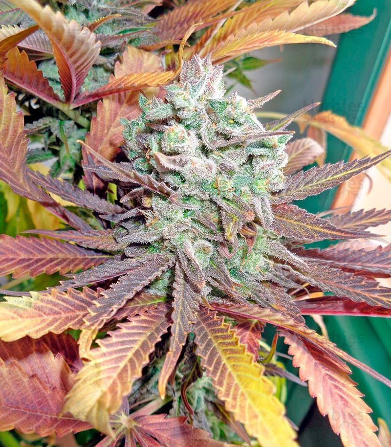 buy-money-maker-feminized-seeds-by-strain-hunters-herbies