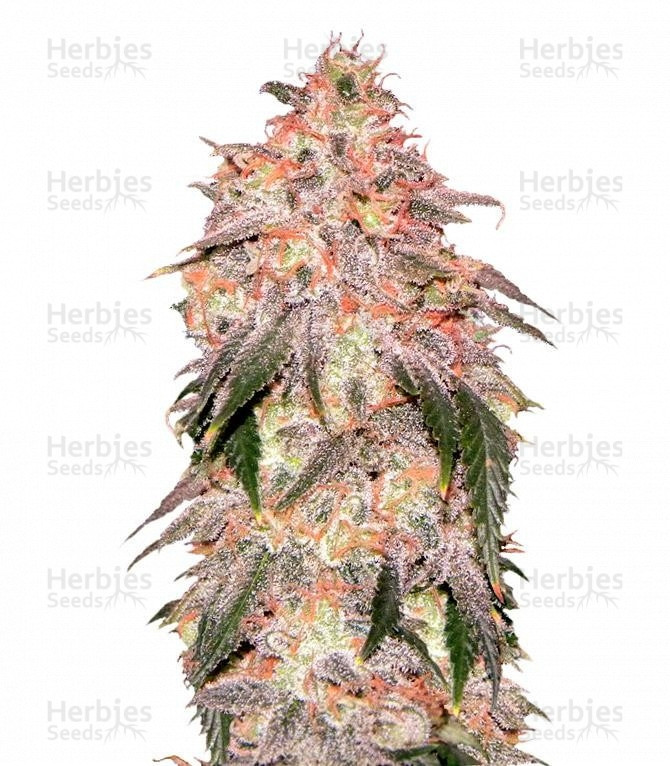 Aurora Indica Strain