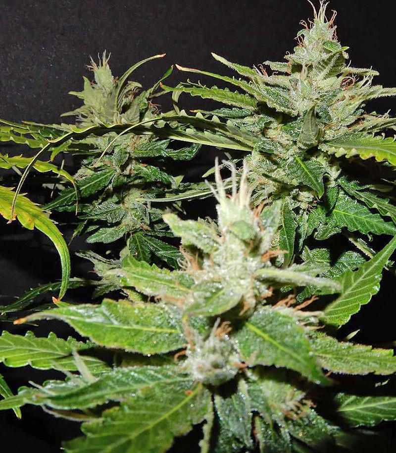 CBD Auto 1:1 (CBD Crack) feminized seeds for sale - Herbies