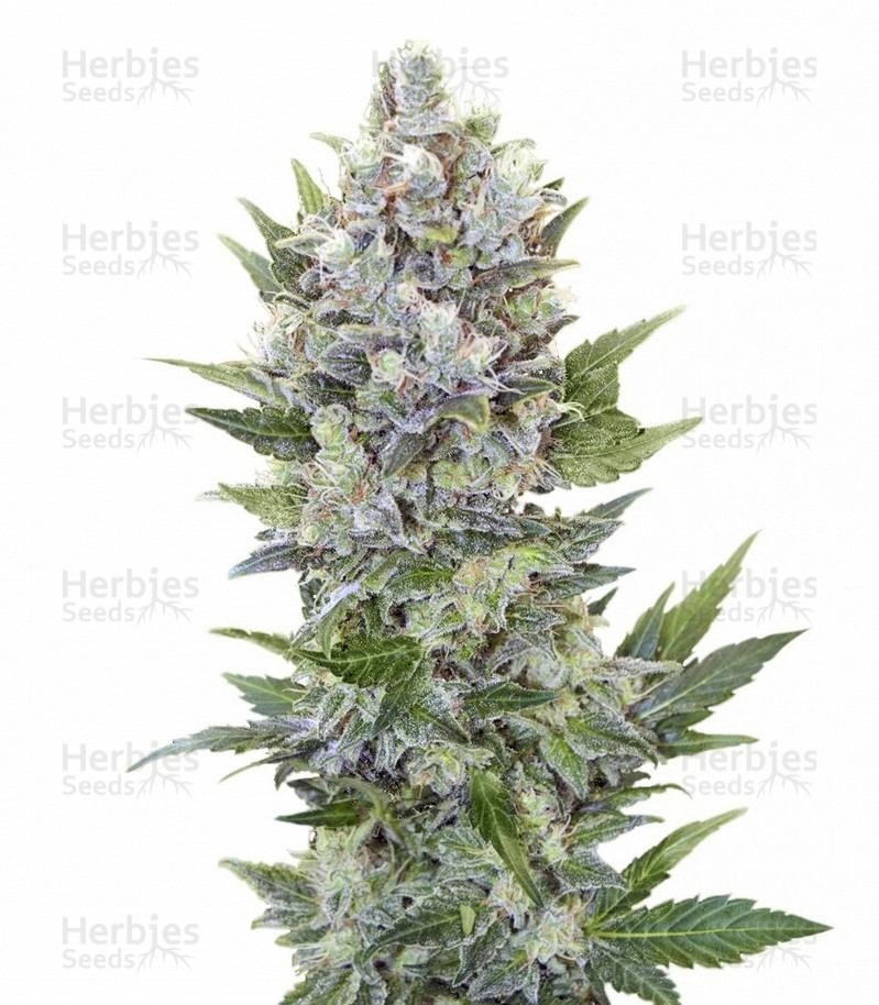 Northern Light Automatic feminized seeds for sale -