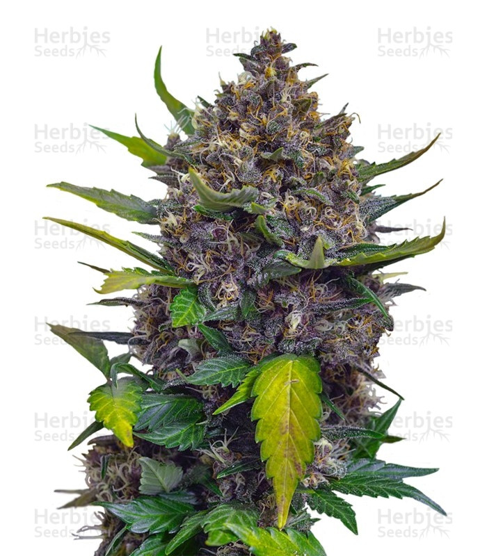 Big Bang Auto feminized seeds by Green House Seeds - Herbies