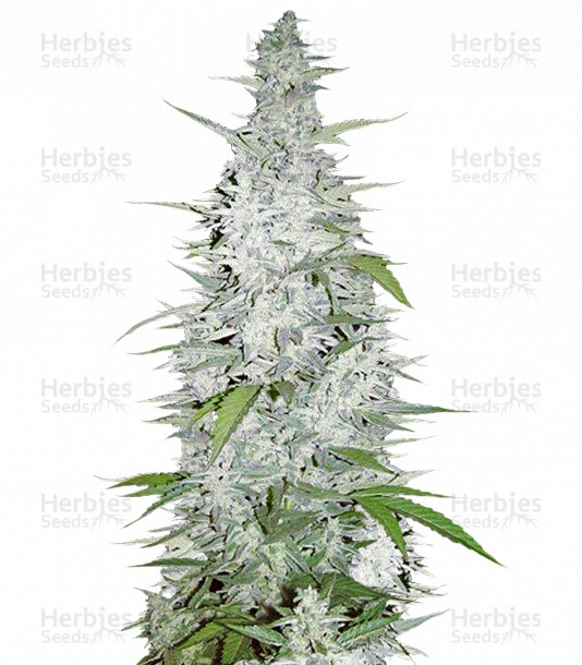 Maroc Strain