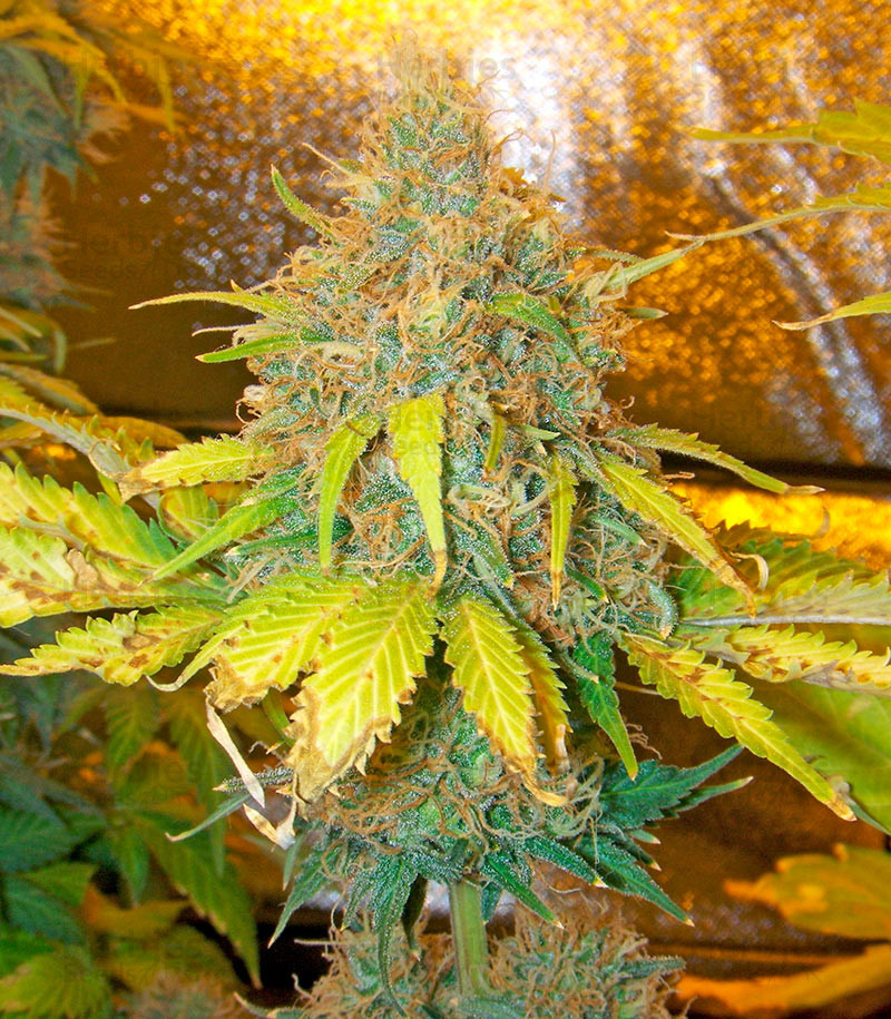 Pure Power Plant feminized seeds for sale information and