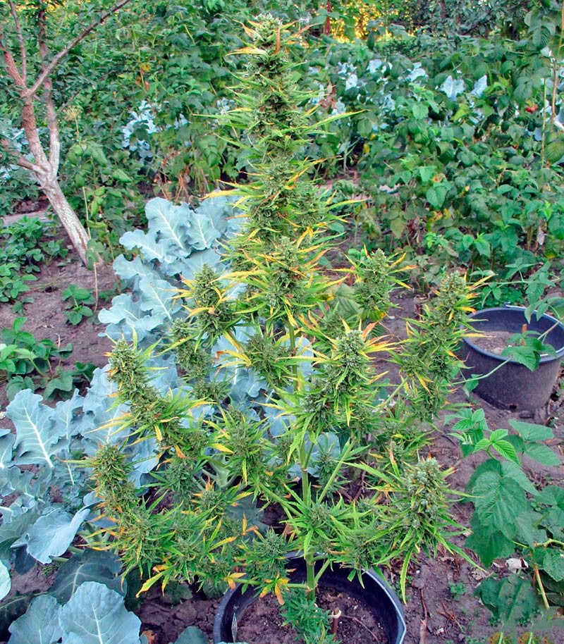 Buy White Russian 1 Auto feminized seeds by Serious Seeds Organization