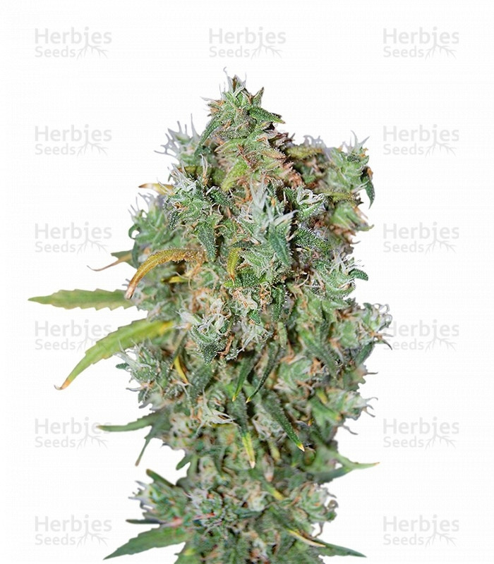 Burmese Kush regular Strain