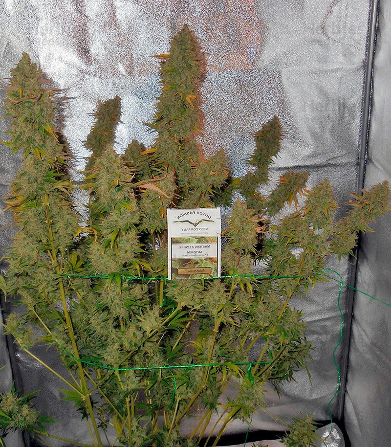 Магазин продажи семян конопли тест на марихуану купить в аптеках москвы