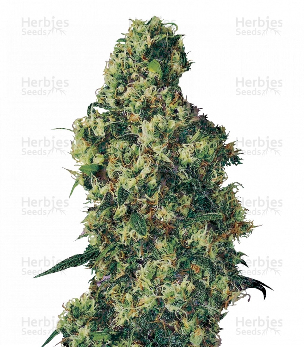 Dulce De Leche Auto Strain