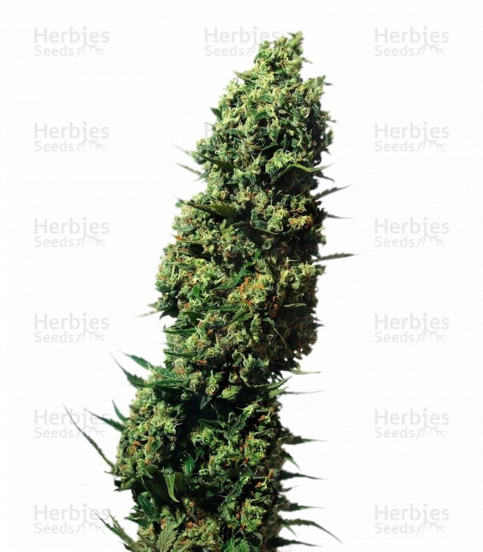 The Ultimate Strain