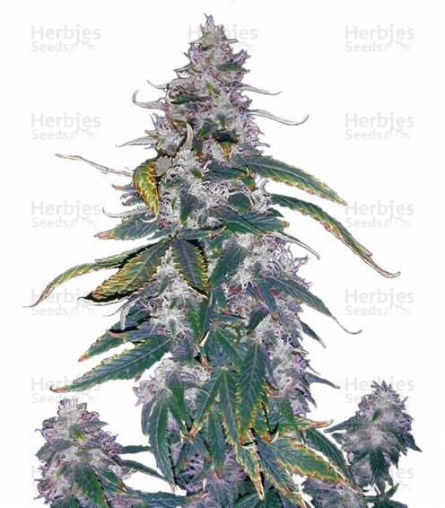Morning Glory Strain