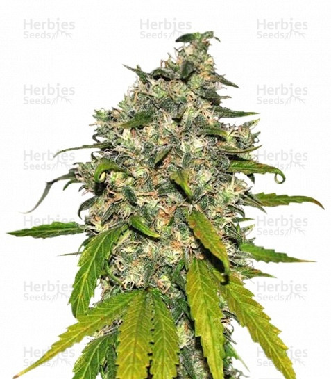 AK-48 Automatic Strain