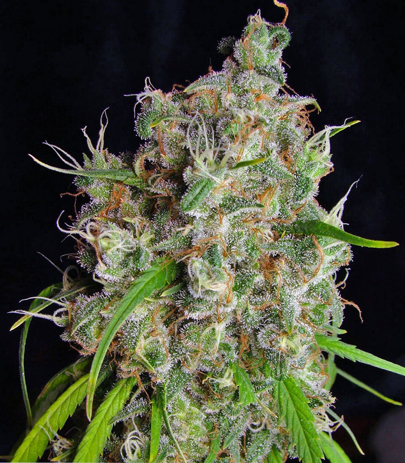 Buy Desfrán feminized seeds by Dutch Passion - Herbies