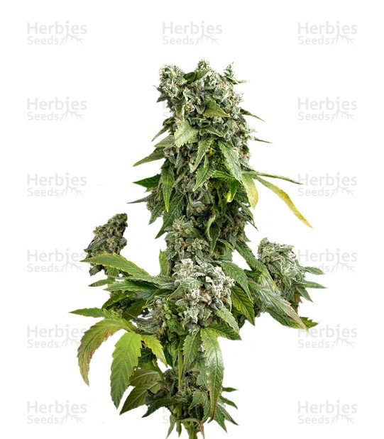 Semi di cannabis fem autofiorenti Blue Cheese in vendita - Herbies