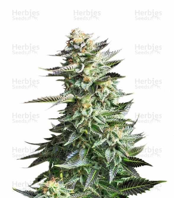 Amnesia Haze feminized seeds (Royal Queen Seeds)