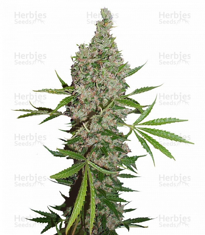White Widow X The Ultimate regular Strain