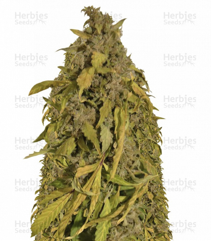 Auto Amnesia Gold Strain