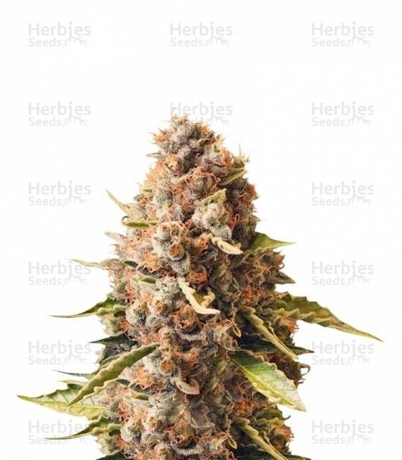 Euphoria CBD feminized seeds for sale information and reviews Herbies