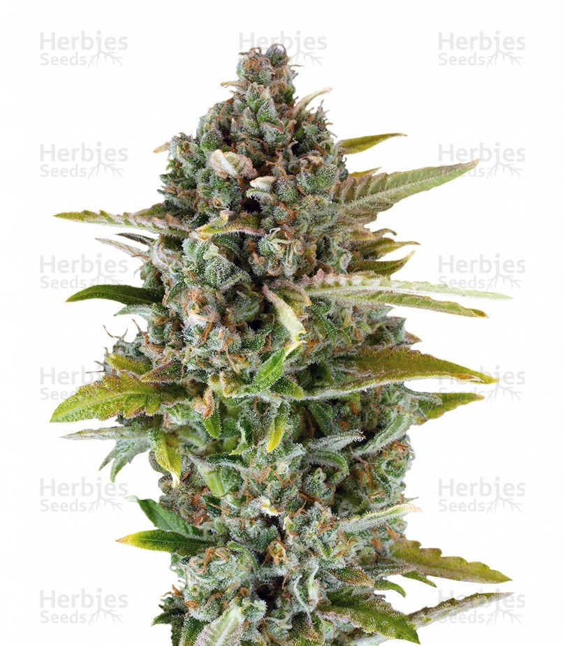 Critical Cheese Strain