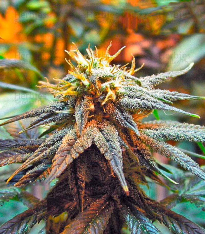 Mango Skunk feminized seeds for sale - Herbies