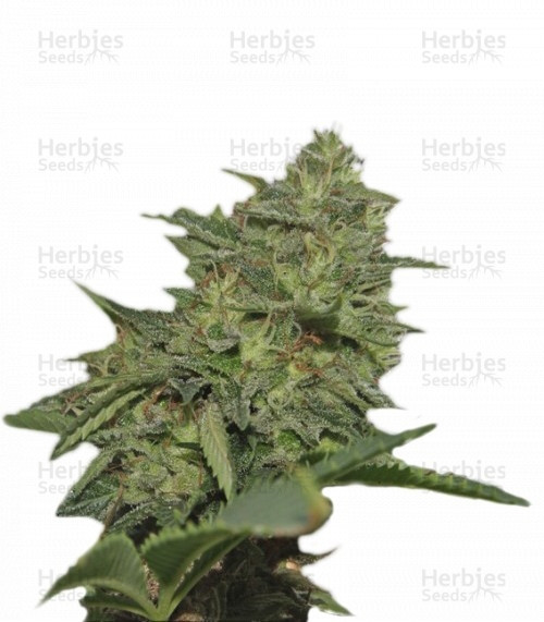 Original Cheese IBL Strain
