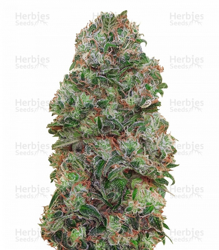 Bubble Gum Strain