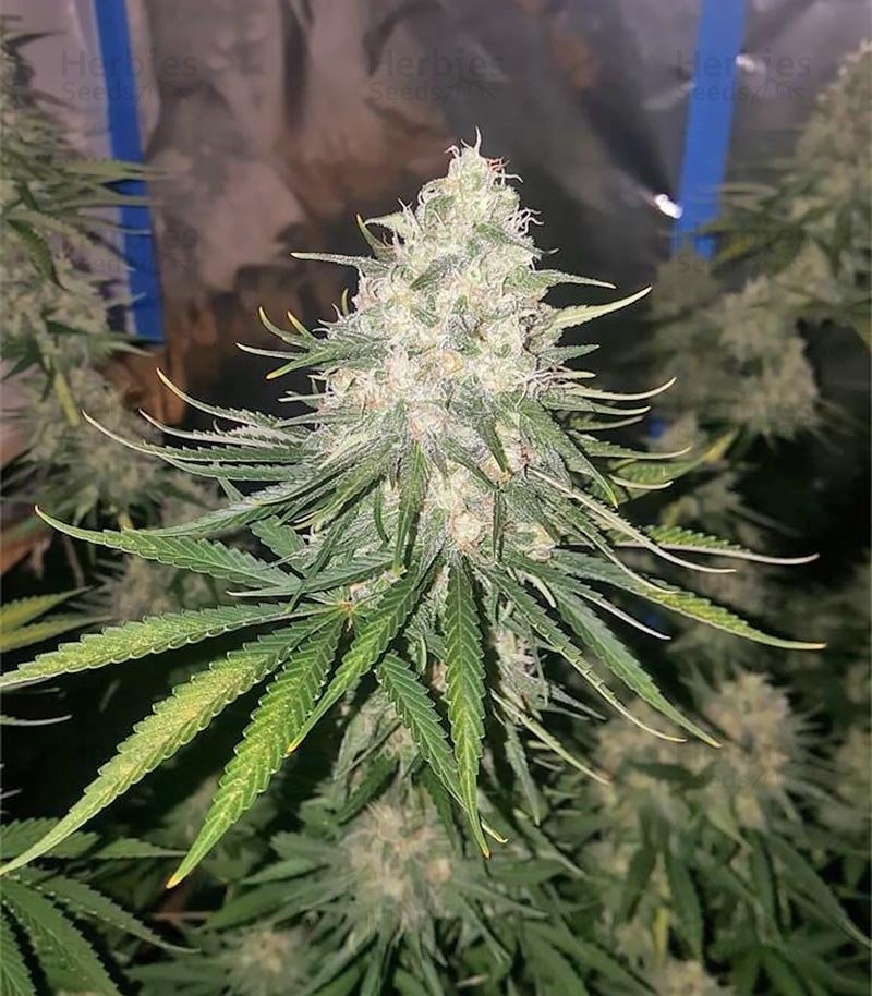 The Incredible Bulk feminized seeds by Dr. Krippling Seeds