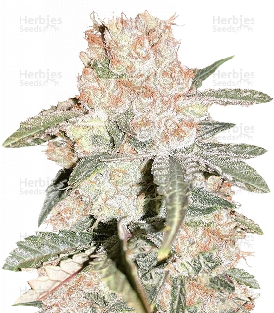 Yummy Strain
