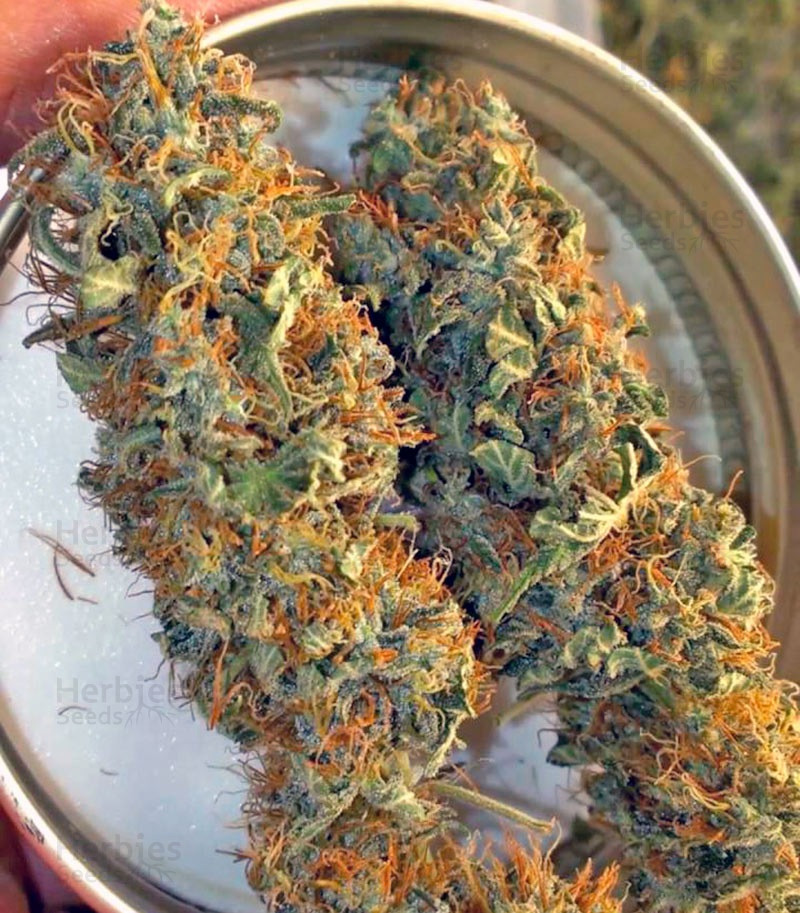 Arjan's Strawberry Haze feminized seeds for sale Herbies