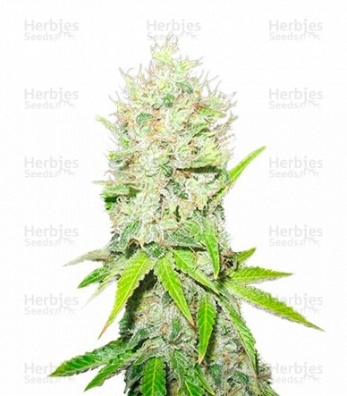 Jack la Mota Strain