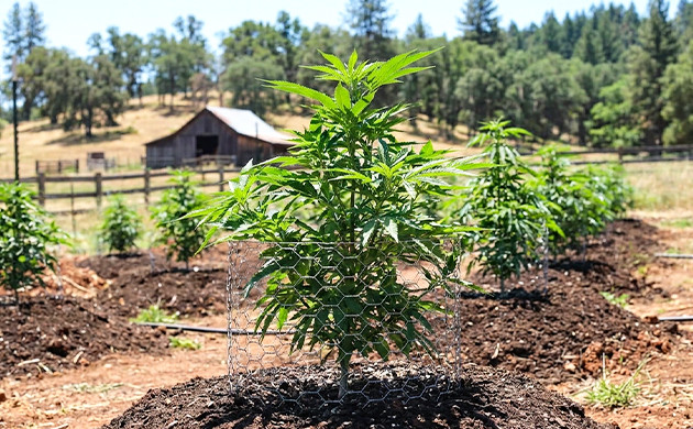 cost to grow marijuana